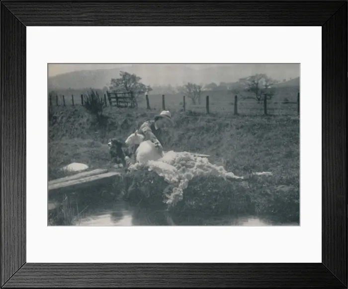 Framed Print : Sheep Shearing, 1910. Artist: C Reid Framed Print : Sheep Shearing, 1910. Artist: C Reid