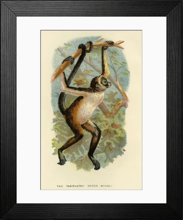 Framed Print : The Variegated Spider-Monkey, 1896. Artist: Henry Ogg Forbes Framed Print : The Variegated Spider-Monkey, 1896. Artist: Henry Ogg Forbes
