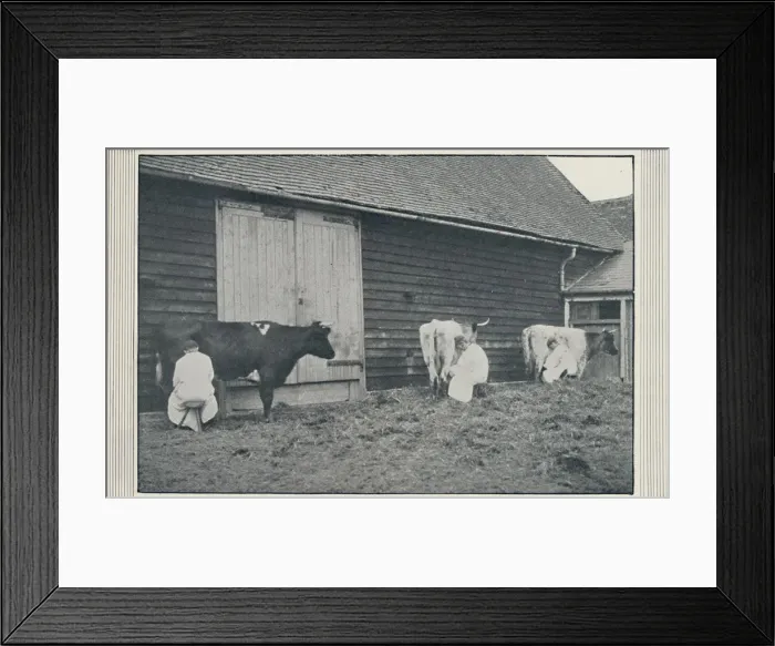 Framed Print : Milking Cows, 1910. Artist: Pictorial Agency Framed Print : Milking Cows, 1910. Artist: Pictorial Agency