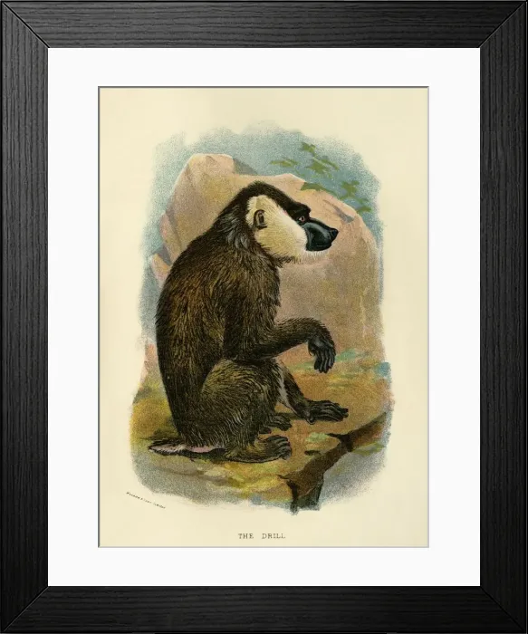 Framed Print : The Drill, 1896. Artist: Henry Ogg Forbes Framed Print : The Drill, 1896. Artist: Henry Ogg Forbes