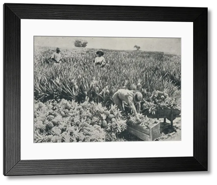 Framed Print : Pine-Apple Plantation, 1916 Framed Print : Pine-Apple Plantation, 1916
