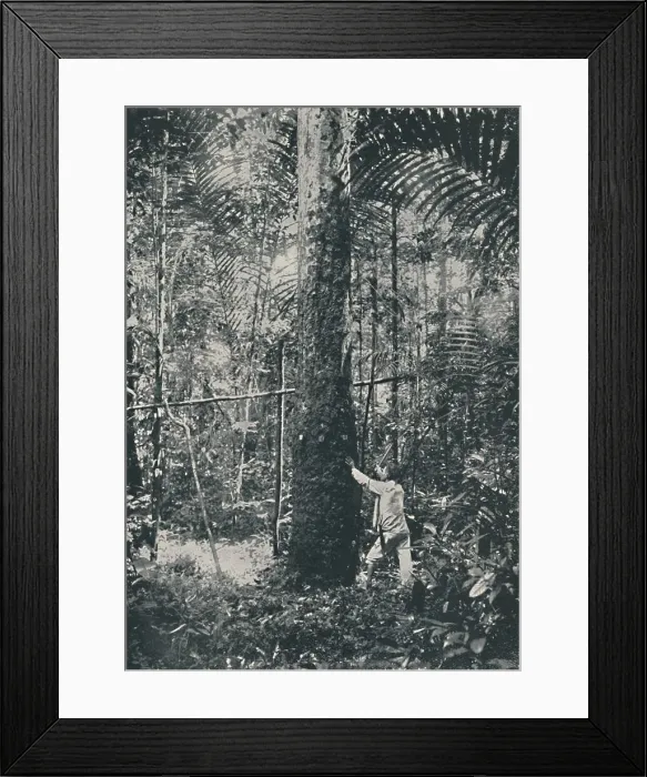 Framed Print : Collecting Rubber, 1916 Framed Print : Collecting Rubber, 1916