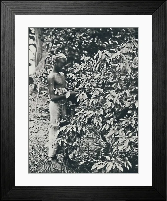 Framed Print : Picking Coffee, 1916 Framed Print : Picking Coffee, 1916