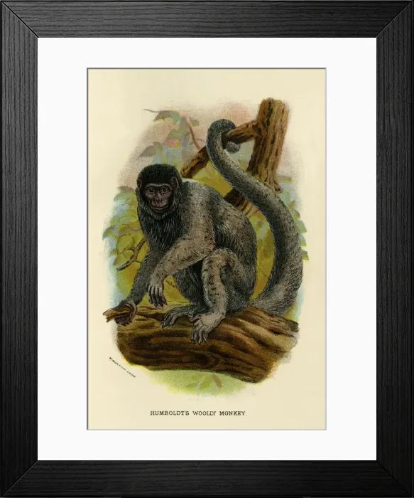 Framed Print : Humboldts Woolly Monkey, 1896. Artist: Henry Ogg Forbes Framed Print : Humboldts Woolly Monkey, 1896. Artist: Henry Ogg Forbes