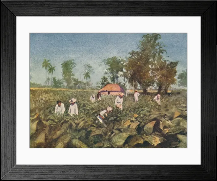 Framed Print : Tobacco Plantation, Cuba, 1916. Artist: Claude Pratt Framed Print : Tobacco Plantation, Cuba, 1916. Artist: Claude Pratt