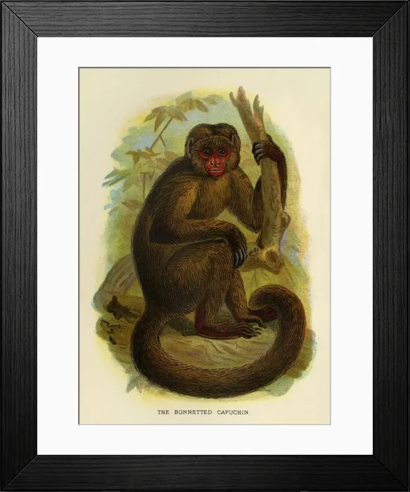 Framed Print : The Bonneted Capuchin, 1896. Artist: Henry Ogg Forbes Framed Print : The Bonneted Capuchin, 1896. Artist: Henry Ogg Forbes