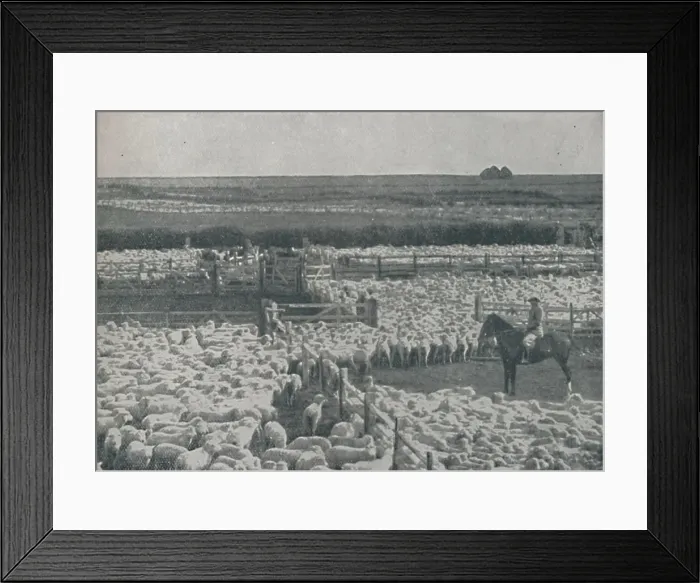 Framed Print : Sheepfolds in Australia, 1910 Framed Print : Sheepfolds in Australia, 1910