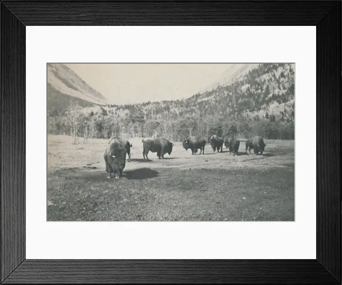 Framed Print : Bison, 1916