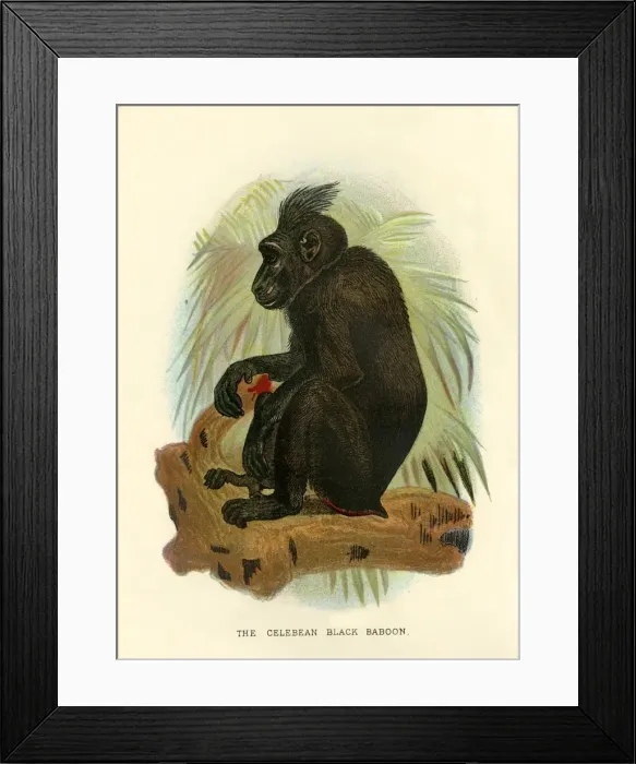 Framed Print : The Celebean Black Baboon, 1896. Artist: Henry Ogg Forbes Framed Print : The Celebean Black Baboon, 1896. Artist: Henry Ogg Forbes
