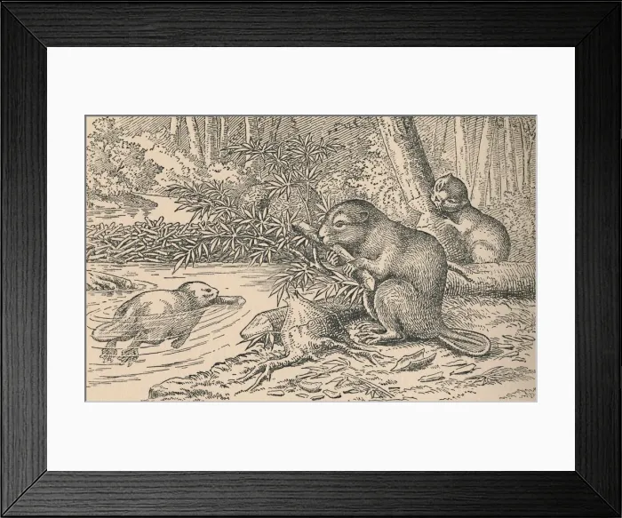 Framed Print : Beavers, 1916 Framed Print : Beavers, 1916