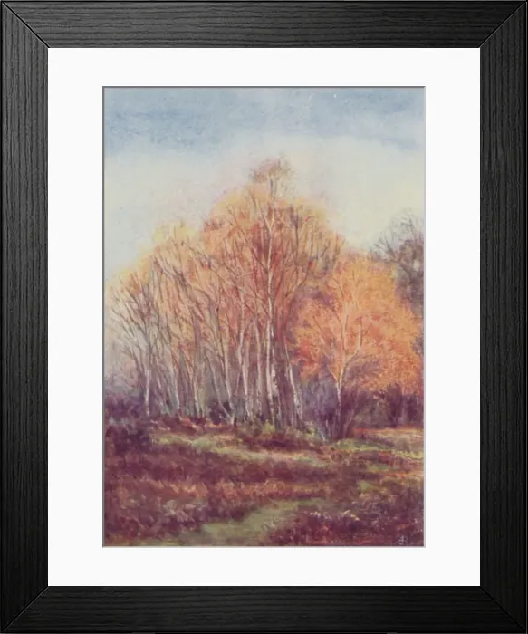 Framed Print : The New Forest, 1910 Framed Print : The New Forest, 1910