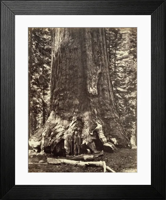 Framed Print : Base of the Grizzly Giant, Giant Sequoia tree, Yosemite, California, 1868. Artist Framed Print : Base of the Grizzly Giant, Giant Sequoia tree, Yosemite, California, 1868. Artist