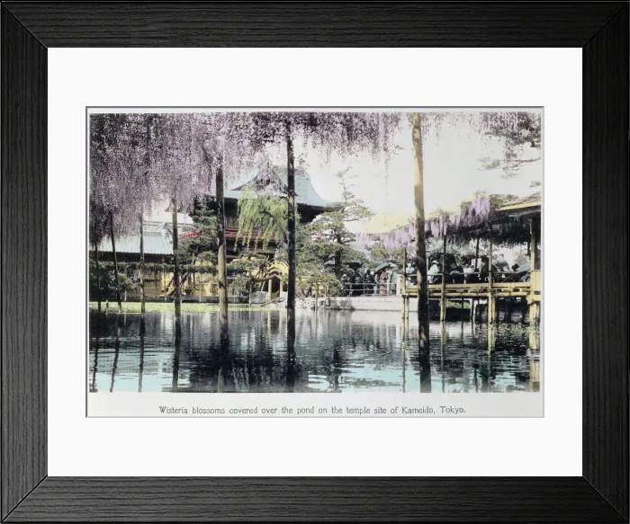 Framed Print : Wisteria blossom over the pond in the Kameido Temple Gardens, Tokyo, Japan, late 19th century Framed Print : Wisteria blossom over the pond in the Kameido Temple Gardens, Tokyo, Japan, late 19th century