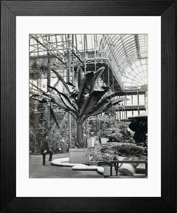 Framed Print : Tropical plants in the Egyptian Room, Crystal Palace, Sydenham, London, 1854. Artist Framed Print : Tropical plants in the Egyptian Room, Crystal Palace, Sydenham, London, 1854. Artist
