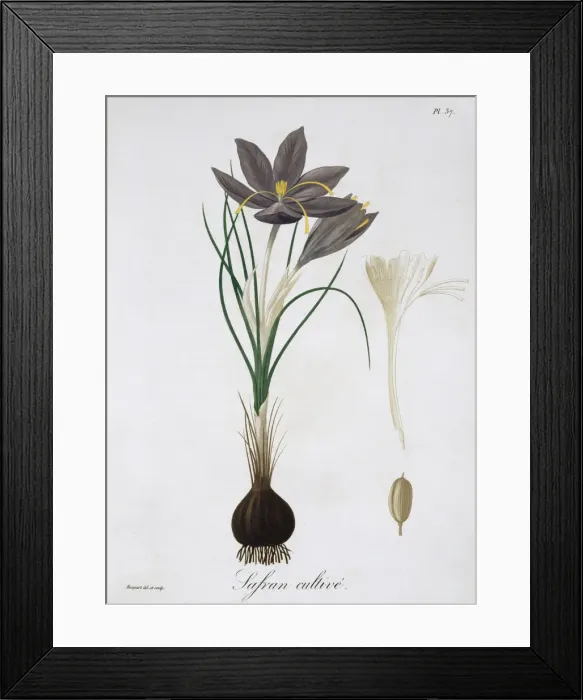 Framed Print : Saffron Crocus, 1821. Artist: LFJ Hoquart Framed Print : Saffron Crocus, 1821. Artist: LFJ Hoquart