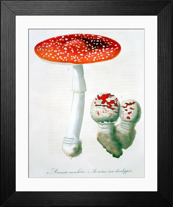 Framed Print : Amanita Muscaria (Fly Agaric), 1821. Artist: LFJ Hoquart Framed Print : Amanita Muscaria (Fly Agaric), 1821. Artist: LFJ Hoquart