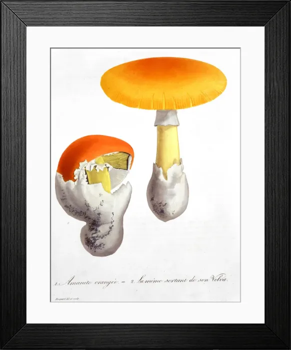 Framed Print : Amanita Caesaria (Caesars Mushroom), 1821. Artist: LFJ Hoquart Framed Print : Amanita Caesaria (Caesars Mushroom), 1821. Artist: LFJ Hoquart