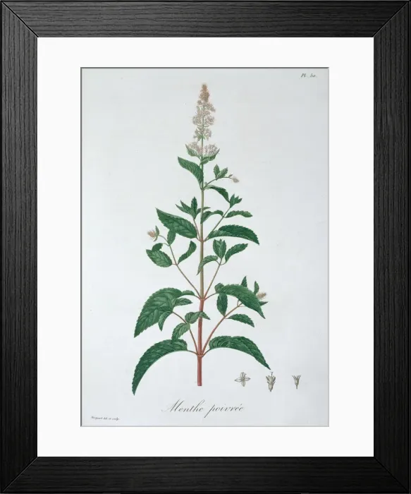 Framed Print : Mentha Piperita (Peppermint), 1821. Artist: LFJ Hoquart Framed Print : Mentha Piperita (Peppermint), 1821. Artist: LFJ Hoquart