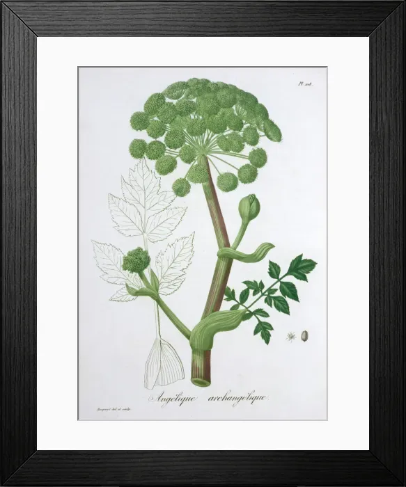 Framed Print : Angelica Archangelica (Garden Angelica), 1821. Artist: LFJ Hoquart Framed Print : Angelica Archangelica (Garden Angelica), 1821. Artist: LFJ Hoquart