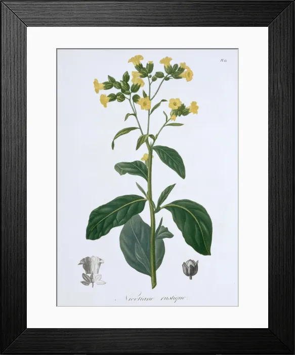 Framed Print : Nicotiana (Tobacco), 1821. Artist: LFJ Hoquart Framed Print : Nicotiana (Tobacco), 1821. Artist: LFJ Hoquart