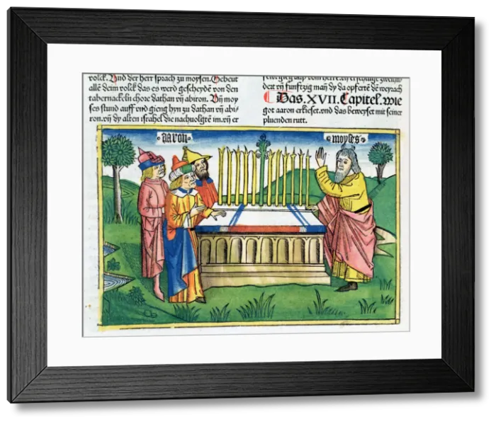 Framed Print : Numbers 17: 1-11: Aarons staff blooms on the altar Framed Print : Numbers 17: 1-11: Aarons staff blooms on the altar