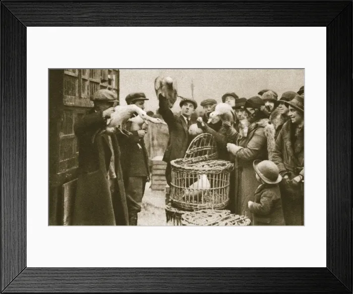 Framed Print : Buying live poultry at a Pedlars Market at the Caledonian Market, London, 20th century Framed Print : Buying live poultry at a Pedlars Market at the Caledonian Market, London, 20th century