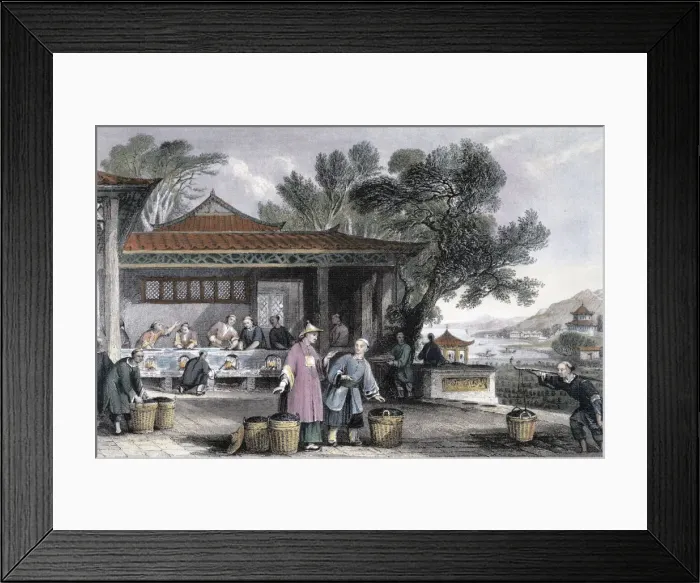 Framed Print : The Culture and Preparation of Tea, China, 1843. Artist: Thomas Allom