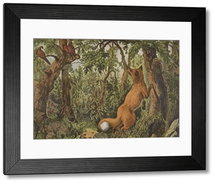 Framed Print : The Puzzled Fox, pub. 1872, Currier & Ives (Colour Lithograph) Framed Print : The Puzzled Fox, pub. 1872, Currier & Ives (Colour Lithograph)