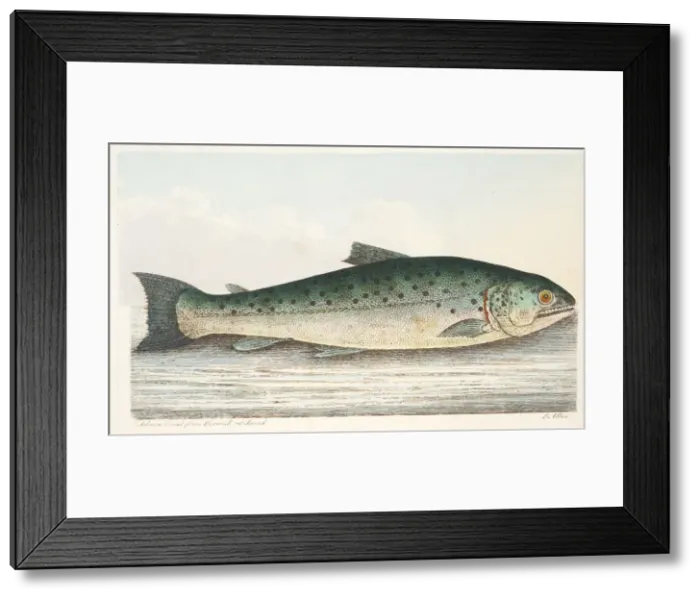 Framed Print : Salmon Trout from Berwick on Tweed, from A Treatise on Fish and Fish-ponds, pub. 1832 Framed Print : Salmon Trout from Berwick on Tweed, from A Treatise on Fish and Fish-ponds, pub. 1832