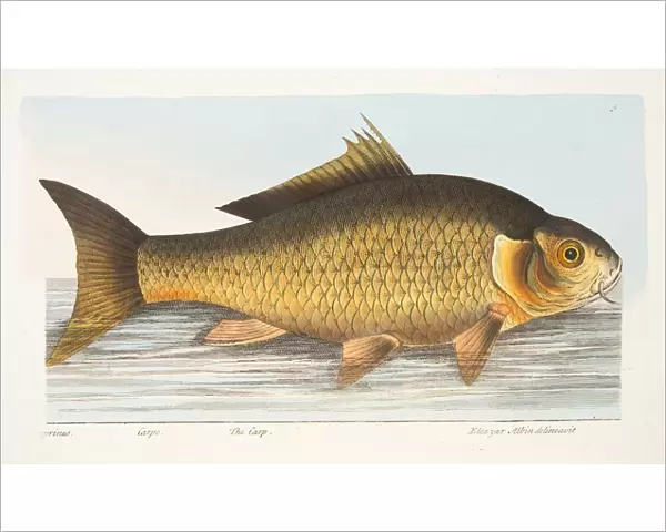 The Carp, from A Treatise on Fish and Fish-ponds, pub. 1832 (hand coloured engraving)