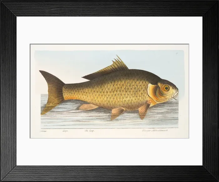 Framed Print : The Carp, from A Treatise on Fish and Fish-ponds, pub. 1832 (hand coloured engraving) Framed Print : The Carp, from A Treatise on Fish and Fish-ponds, pub. 1832 (hand coloured engraving)