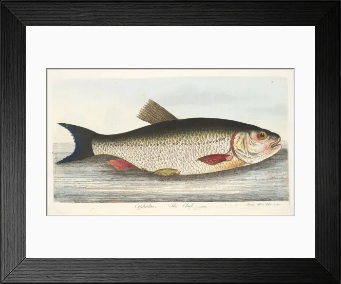 Framed Print : The Chub, from A Treatise on Fish and Fish-ponds, pub. 1832 (hand coloured engraving) Framed Print : The Chub, from A Treatise on Fish and Fish-ponds, pub. 1832 (hand coloured engraving)