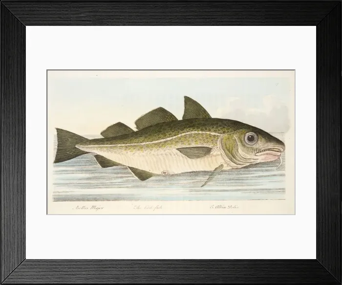 Framed Print : The Cod Fish, from A Treatise on Fish and Fish-ponds, pub. 1832 (hand coloured engraving) Framed Print : The Cod Fish, from A Treatise on Fish and Fish-ponds, pub. 1832 (hand coloured engraving)