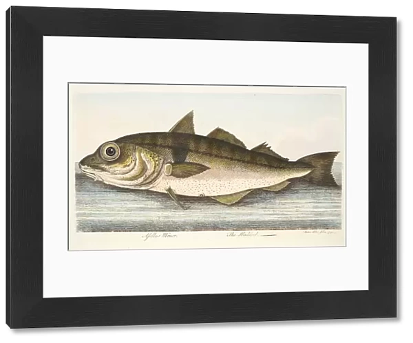 The Haddock, from A Treatise on Fish and Fish-ponds, pub. 1832 (hand coloured engraving)