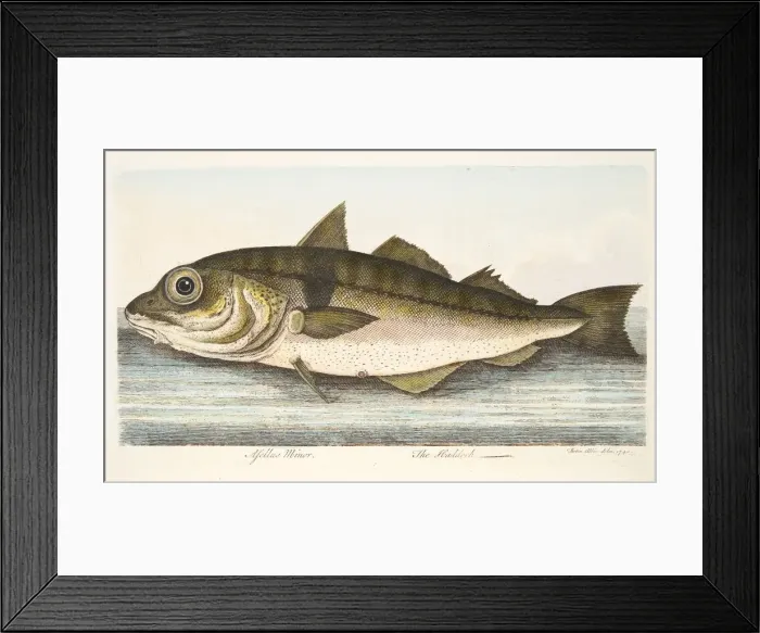 Framed Print : The Haddock, from A Treatise on Fish and Fish-ponds, pub. 1832 (hand coloured engraving) Framed Print : The Haddock, from A Treatise on Fish and Fish-ponds, pub. 1832 (hand coloured engraving)