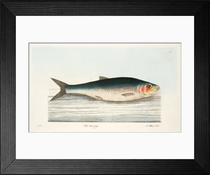Framed Print : The Herring, from A Treatise on Fish and Fish-ponds, pub. 1832 (hand coloured engraving)