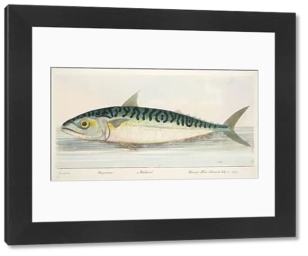 The Mackerel, from A Treatise on Fish and Fish-ponds, pub. 1832 (hand coloured engraving)