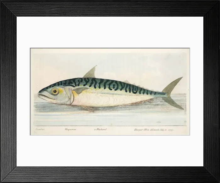 Framed Print : The Mackerel, from A Treatise on Fish and Fish-ponds, pub. 1832 (hand coloured engraving) Framed Print : The Mackerel, from A Treatise on Fish and Fish-ponds, pub. 1832 (hand coloured engraving)