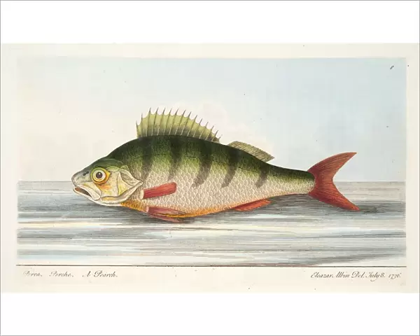 The Perch, from A Treatise on Fish and Fish-ponds, pub. 1832 (hand coloured engraving)