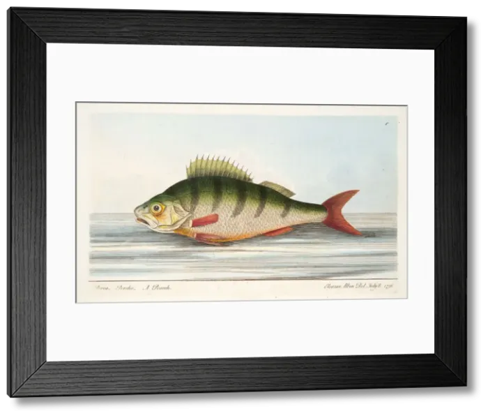 Framed Print : The Perch, from A Treatise on Fish and Fish-ponds, pub. 1832 (hand coloured engraving) Framed Print : The Perch, from A Treatise on Fish and Fish-ponds, pub. 1832 (hand coloured engraving)