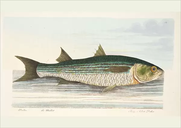 The Mullet, from A Treatise on Fish and Fish-ponds, pub. 1832 (hand coloured engraving)