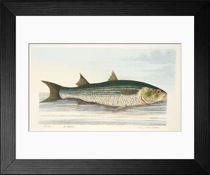 Framed Print : The Mullet, from A Treatise on Fish and Fish-ponds, pub. 1832 (hand coloured engraving) Framed Print : The Mullet, from A Treatise on Fish and Fish-ponds, pub. 1832 (hand coloured engraving)