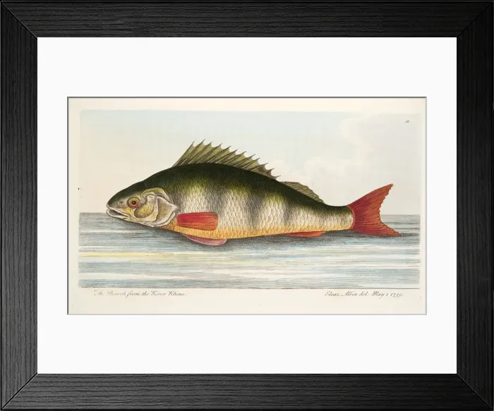 Framed Print : The Pearch from the River Rhine, from A Treatise on Fish and Fish-ponds, pub. 1832 Framed Print : The Pearch from the River Rhine, from A Treatise on Fish and Fish-ponds, pub. 1832