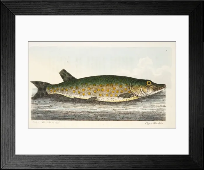 Framed Print : The Pike, from A Treatise on Fish and Fish-ponds, pub. 1832 (hand coloured engraving) Framed Print : The Pike, from A Treatise on Fish and Fish-ponds, pub. 1832 (hand coloured engraving)