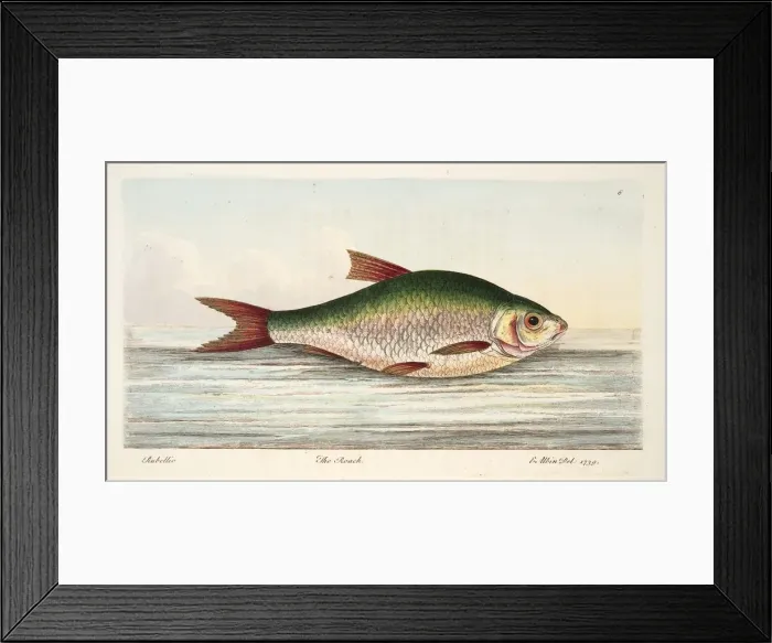 Framed Print : The Roach, from A Treatise on Fish and Fish-ponds, pub. 1832 (hand coloured engraving) Framed Print : The Roach, from A Treatise on Fish and Fish-ponds, pub. 1832 (hand coloured engraving)