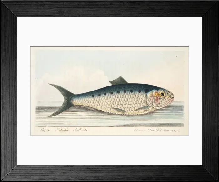 Framed Print : The Shad, from A Treatise on Fish and Fish-ponds, pub. 1832 (hand coloured engraving) Framed Print : The Shad, from A Treatise on Fish and Fish-ponds, pub. 1832 (hand coloured engraving)