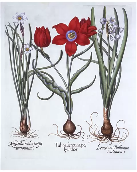 Tulip, Spring Snowflake and Narcissus, from Hortus Eystettensis, by Basil Besler (1561-1629)