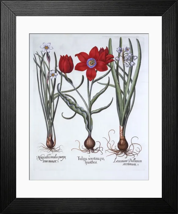 Framed Print : Tulip, Spring Snowflake and Narcissus, from Hortus Eystettensis, by Basil Besler (1561-1629)