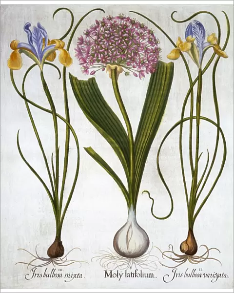 Purple Sensation, and Spanish Irises, from Hortus Eystettensis, by Basil Besler (1561-1629)