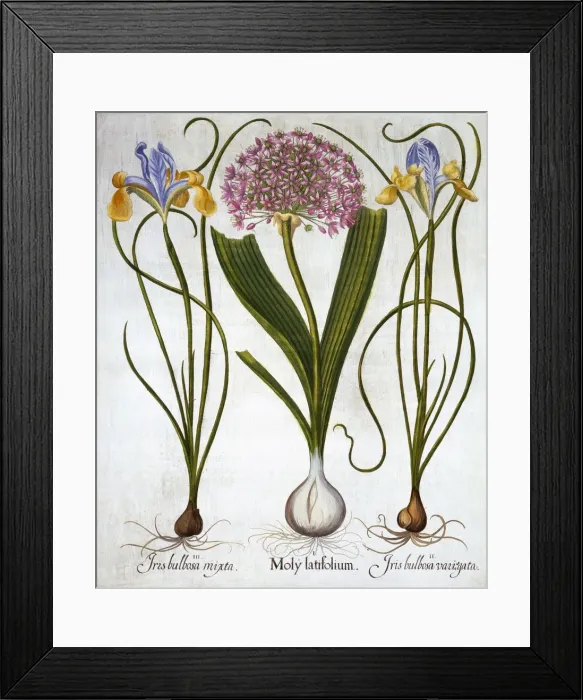Framed Print : Purple Sensation, and Spanish Irises, from Hortus Eystettensis, by Basil Besler (1561-1629) Framed Print : Purple Sensation, and Spanish Irises, from Hortus Eystettensis, by Basil Besler (1561-1629)
